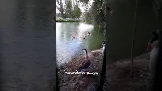 Tokat Melek Bahçesi Aile Resturantı