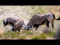 Day 8 - Gemsbok bulls battle for dominance