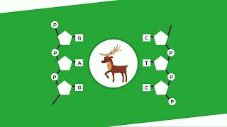 What is DNA?