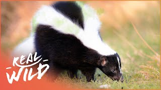 Why Do Skunks Smell So Awful | Animal Armoury | Real Wild