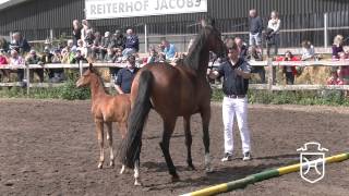 NF269 Hengstfohlen von Sandro Boy   Casall   Sir Shostakovich xx Apple Geräte HD Höchste Qualität