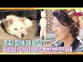 [TV 동물농장 레전드] ’대문 밑으로 머리 들이미는 뻔순이’ 풀버전 다시보기 I TV동물농장 (Animal Farm) | SBS Story