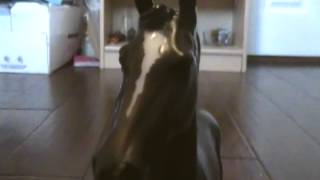 Breyer Randomness PART 2 MUST WATCH XD