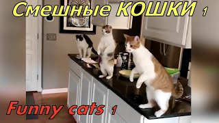 Смешные КОШКИ 😹 заставят вас смеяться - сборник 1 | ЛексиКошка