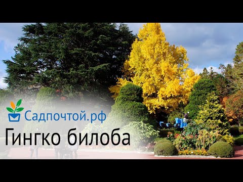 Video: Gingko