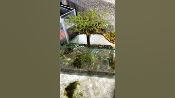 Wonderful Mini Aquariums only for my Betta Fish😍🔥 #aquarium #fish #bettafish #shorts #minifishtank