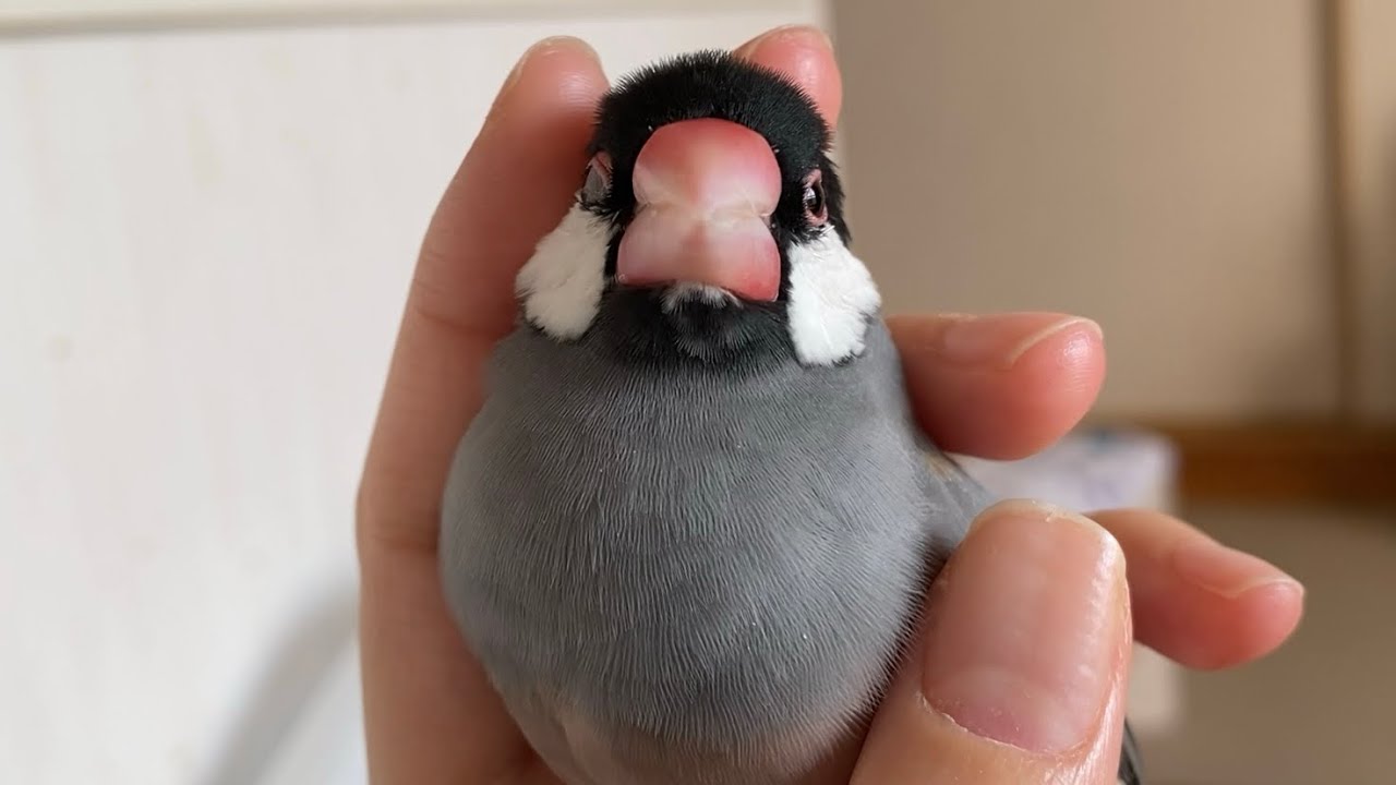 1日中元気いっぱいのあんこ