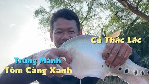 Con nước hừng sáng đi mò trúng mánh Tôm Càng xanh và cá Thác Lác Cườm | Cù Lao Dung Vlogs #660