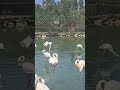Zarafetin yürüyen haliyle karşılaştım… Beyazlar içinde, ince uzun bir mucize #animals #animalshorts
