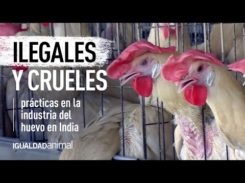 Prácticas crueles e ilegales en la industria del huevo en India