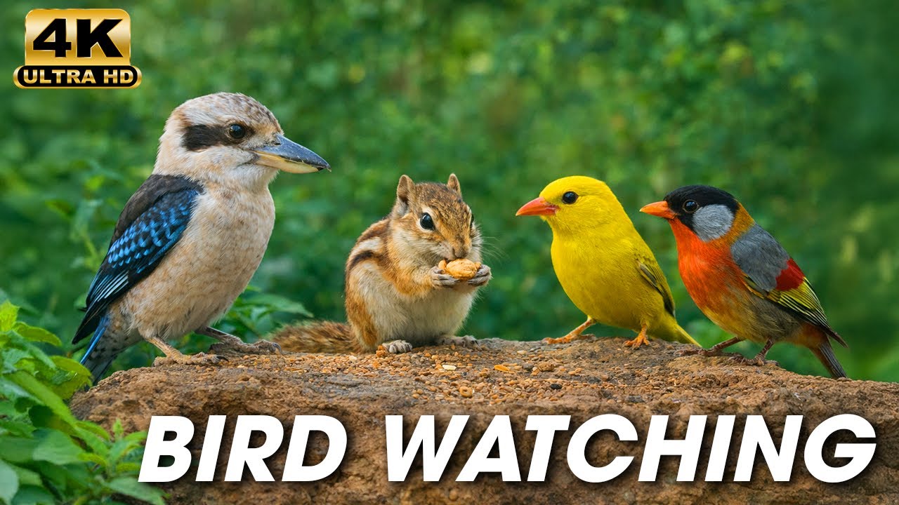 Cat TV 😺 Peaceful Bird Watching and Gentle Nature Scenes for Indoor Cats | Video for Cats