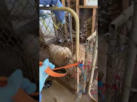 30 Dogs Trapped In Hoarding Nightmare Finally Free From Confinement But Not The Consequences