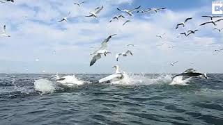 "Swimming" With Diving Gannets