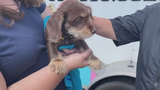 New animal shelter space opens in Putnam County