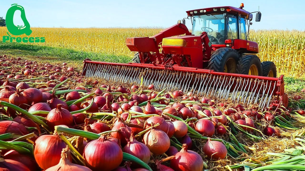 How U.S. Farmers Harvest 9.8 Billion Pounds of Onions – Mind Blowing Machinery in Action!