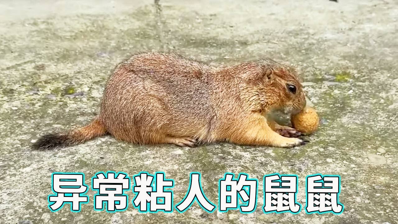 今天刚出门就碰见了异常粘人的鼠鼠，竟然对我的消音器丝毫不感兴趣，似乎对我...布丁！救驾！【天下一场梦】