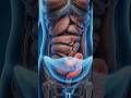 Appendix removal stops infection from spreading. #Appendix #MedicalShorts #HumanBody