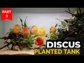 Discus fish in planted tank  amit devare  how to keep discus fish  discus fish  discus fish tank