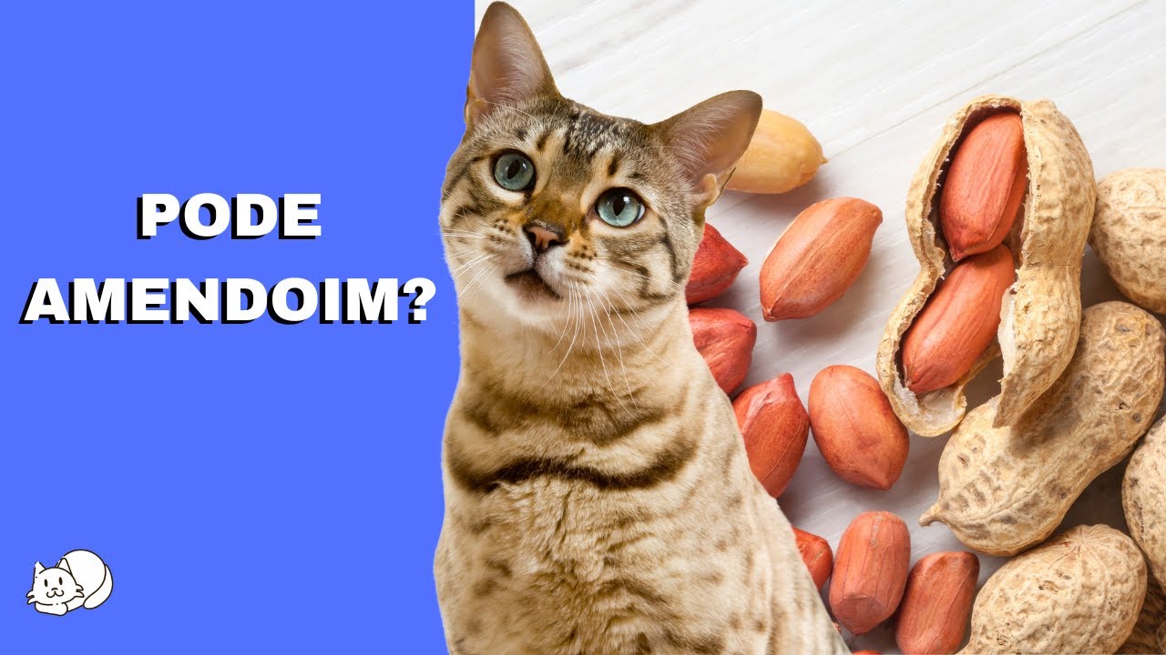 GATO PODE COMER AMENDOIM? - YouTube