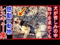 体中に多くのケガを負った犬が数日間も苦しみ助けを求めても、誰ひとり彼女を助けようとする人間はいませんでした「レスキュー集」