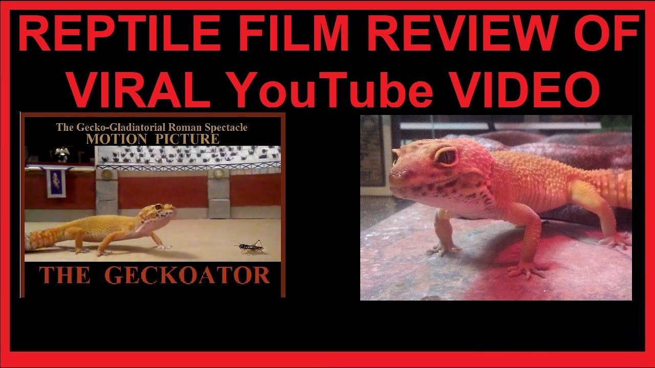 Rabu, 4 oktober 2023 06:59 wib. REPTILE FILM REVIEW OF VIRAL YouTube VIDEO - LEONA reviews 'The