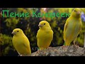 ПЕНИЕ КАНАРЕЕК ! SINGING CANARY ! И ВАШИ  ТАК С МОГУТ !