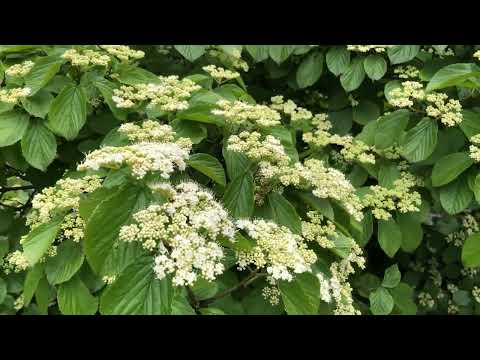 1591#木#ガマズミ#莢蒾#長池公園#Tree#Viburnum dilatatum#Nagaike Park#220512