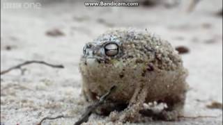 Desert Rain Frog | funny meme
