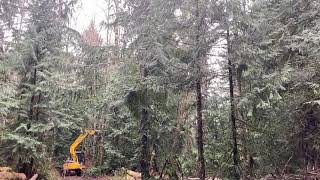 #2C - Second day - Felling a red alder tree