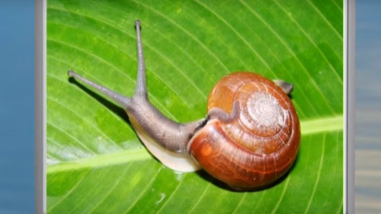 Улитка слон. Брюхоногие моллюски (улитки). Садовая, улитка (Helix pomatia).. Садовая улитка брюхоногие моллюски. Моллюски Виноградная улитка.