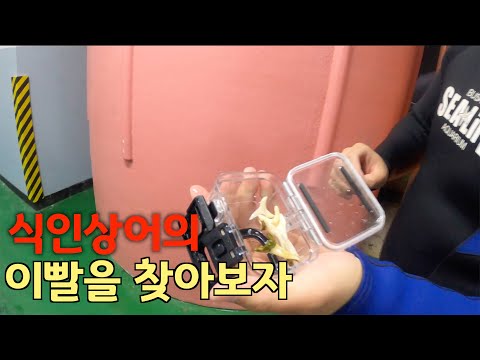 부산 아쿠아리움 수조 안에서 수영하기