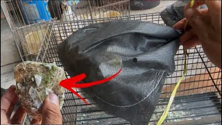 Unboxing Anak burung, masih kecil bentuknya burik kalau besar berubah jadi cantik 😁