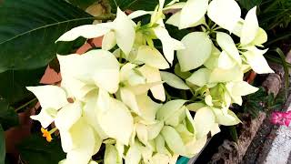 Tanaman Dari Pejuh Dan Lendir Sangat Indah