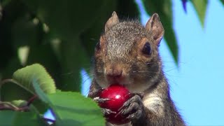 Squirrel Stealing Cherries  Close Up