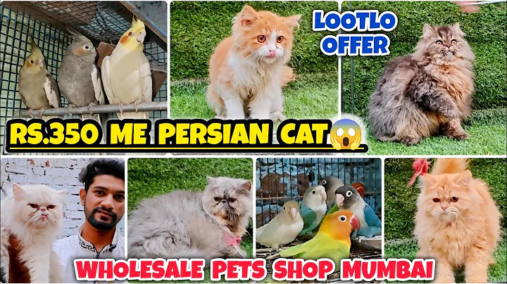 Video 11883881: quality persian cat, pets