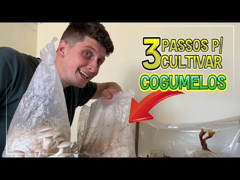 Vídeo: Cultivando Cogumelos Portabella - Como Cultivar Cogumelos Portabella em Casa