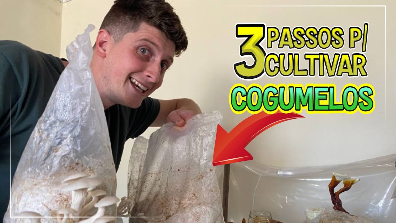 🍄 O Passo a Passo do Cultivo de Cogumelos Comestíveis - Cultivo Caseiro