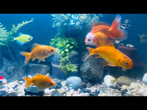 ASMR | Dream Aquarium