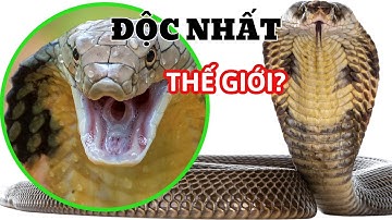 Rắn Hổ Mang Chúa Có Phải Là Loài Rắn Nguy Hiểm Nhất Thế Giới Không?