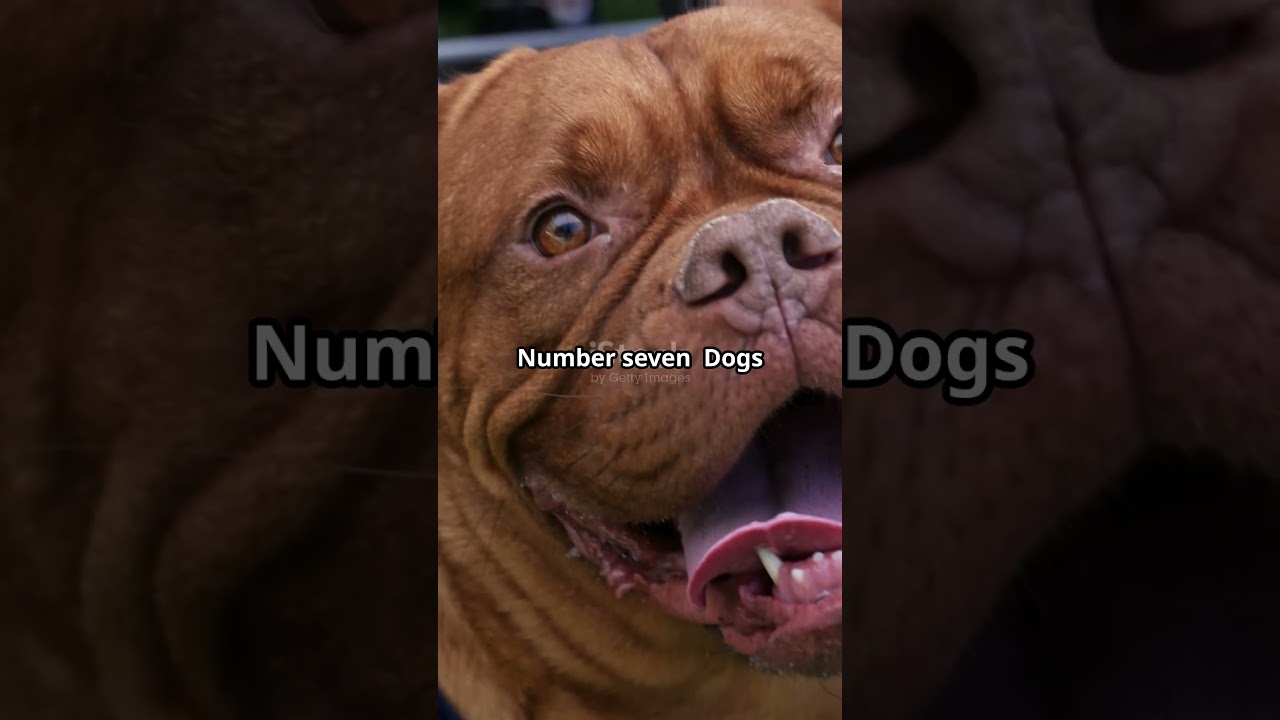 "10 Mind-Blowing Ways Animals Use Their Tails 🦎⚡ (You’ll Never Guess #3!)"