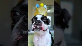 👑 Tiny Dog. Big Attitude. 😳