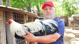 Granja El Canario En Fort Worth, Texas!