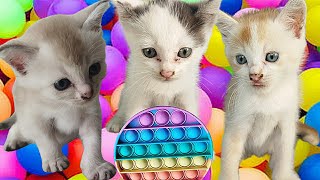KUCING TELU TIKTOK LUCU MEOW MEOW‼️KOMPILASI KUCING TELU TIKTOK LUCU