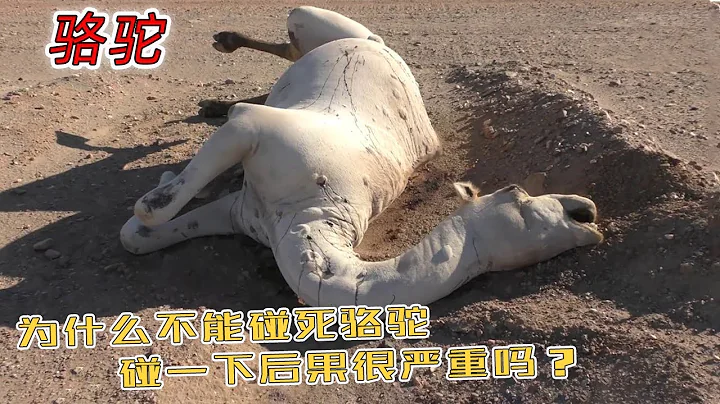 在沙漠碰到渴死的駱駝，為什麼不能上前觸碰？碰了又會怎樣？ - 天天要聞