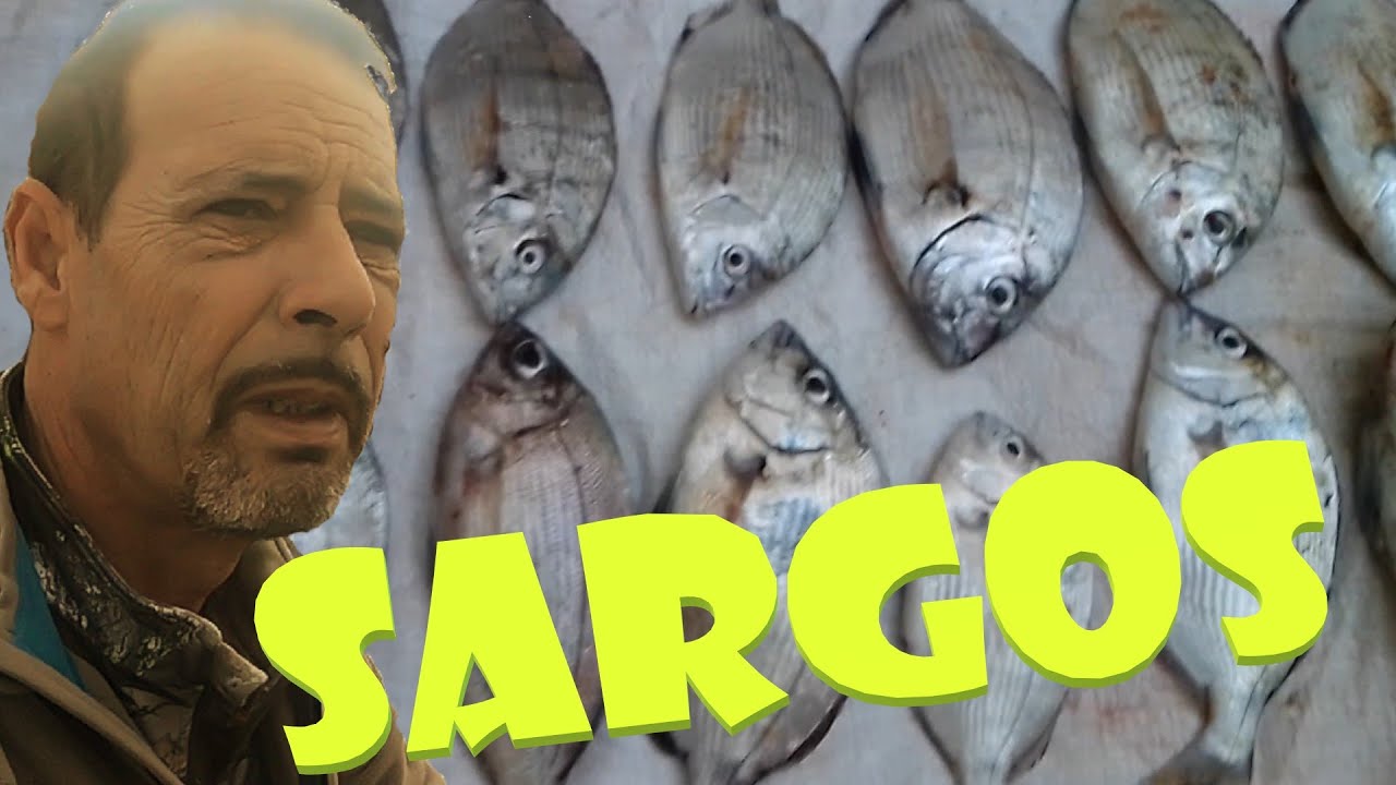 Sargos em pesca de Fundo, CliffCasting/SurfCasting, em Lagos, Algarve. Um dia bom de Pesca à linha.