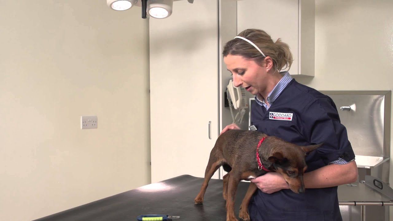 Goddards Vets in London How To Clip Your Dog's Nails Vets in London YouTube