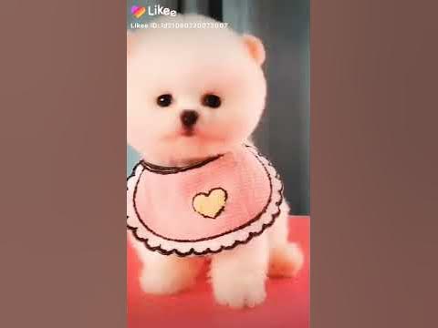 Милые собачки 🐶🐕🐾🐾 - YouTube