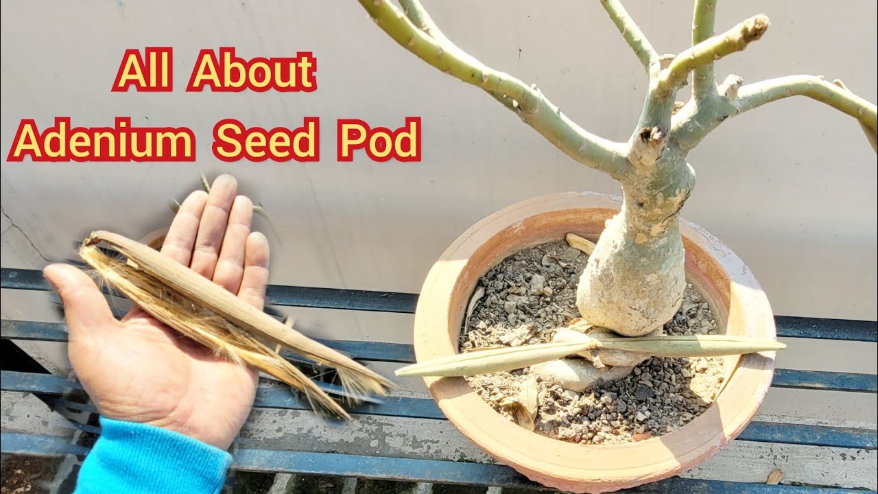 All about Adenium Seed Pod @shampysgarden, How to collect Adenium Seeds ...