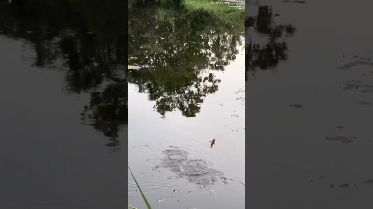 Fish hunting village 🐠🐟😄 