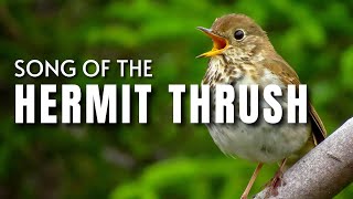 Hermit Thrush Song